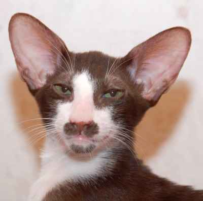 oriental chocolate bicolor male kitten