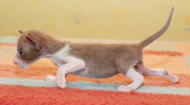 Oriental chocolate bicolor kitten