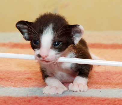 Oriental chocolate bicolor kitten