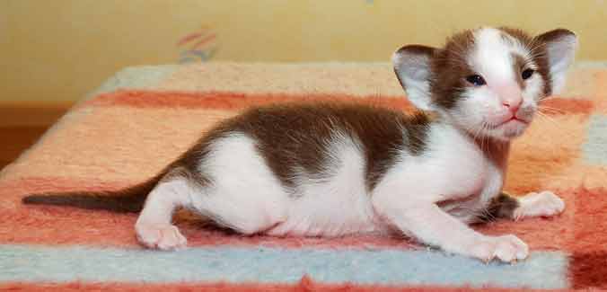 Oriental chocolate bicolor kitten