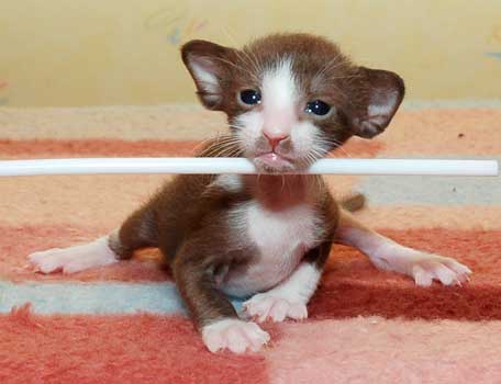 Oriental chocolate bicolor kitten