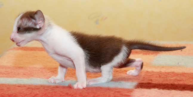 Oriental chocolate bicolor kitten