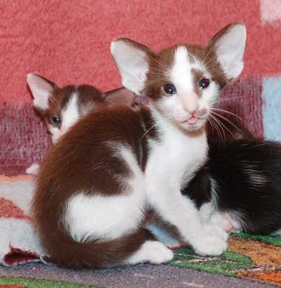 Oriental chocolate bicolor male kitten