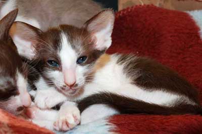 Oriental chocolate bicolor female kitten