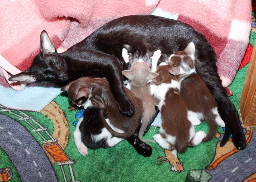 Oriental bicolor kittens with mother