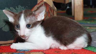 Oriental chocolate bicolor female kitten