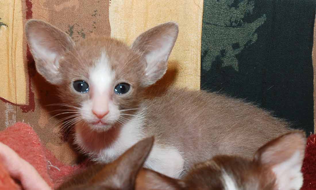 Oriental lilac bicolor female kitten