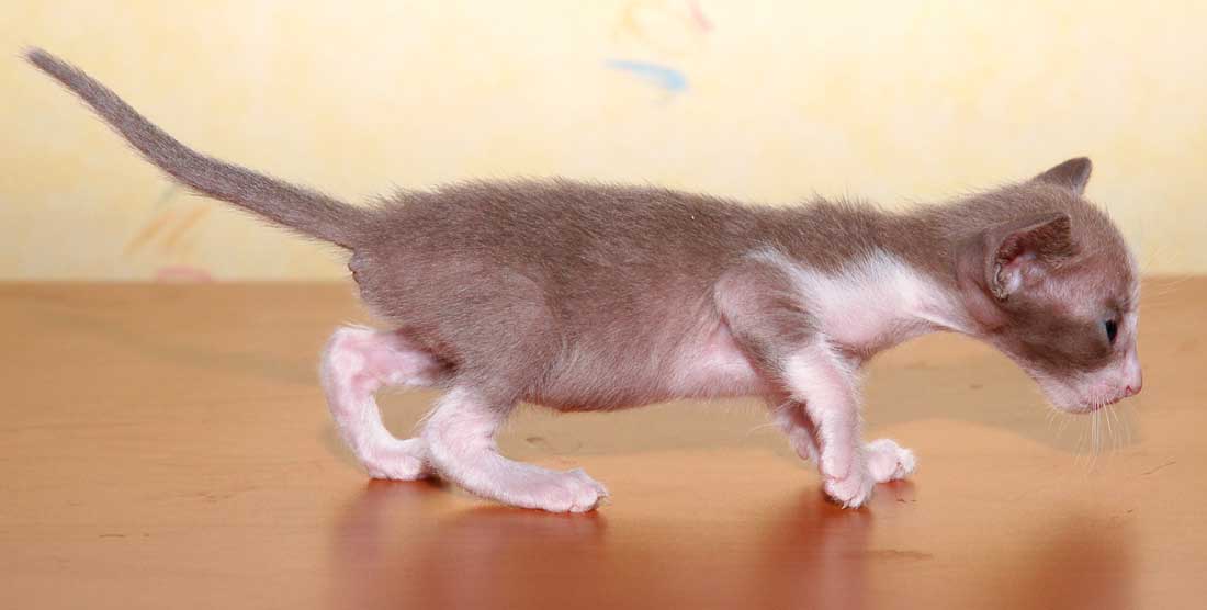 Oriental lilac bicolor female kitten