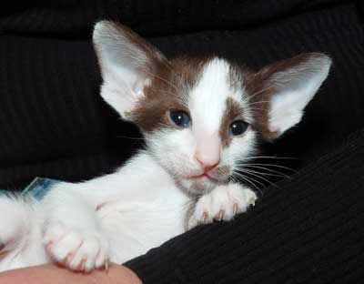 Oriental chocolate bicolor male kitten