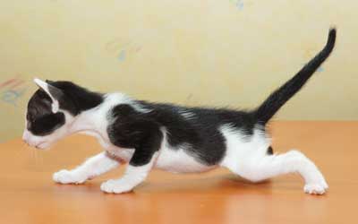 Oriental black bicolor male kitten