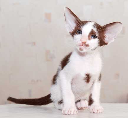 Oriental chocolate bicolor male kitten