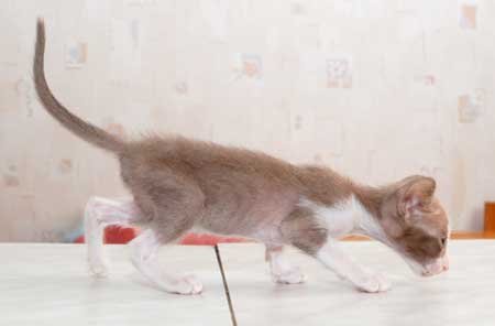 Oriental lilac bicolor female kitten