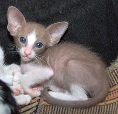 Oriental lilac bicolor female kitten