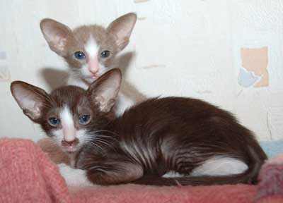 Oriental bicolor kittens