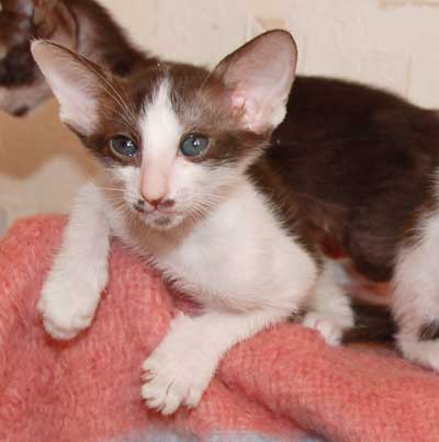 Oriental chocolate bicolor female kitten