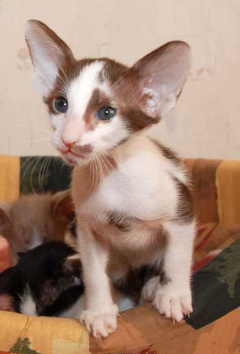 Oriental chocolate bicolor male kitten