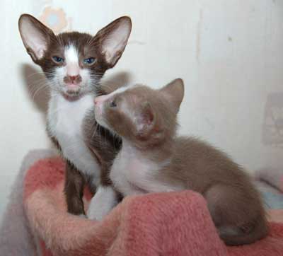 Oriental bicolor kittens