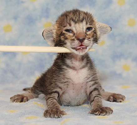 Oriental black spotted female kitten