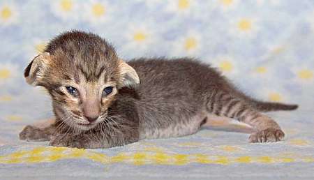 Oriental black spotted female kitten