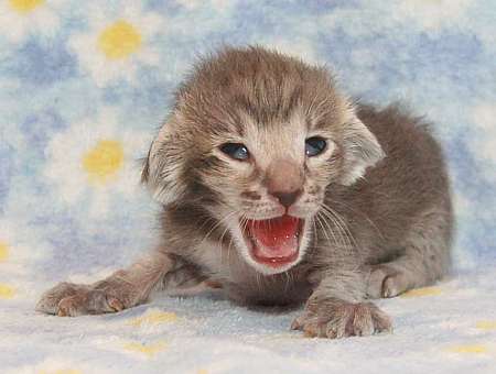 Oriental blue spotted male kitten