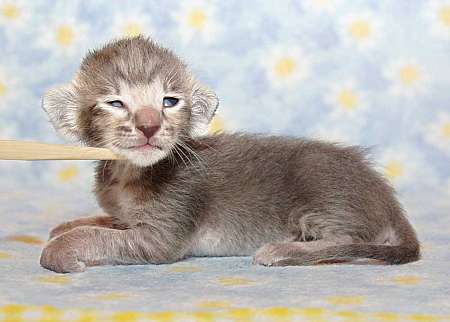 Oriental blue spotted male kitten