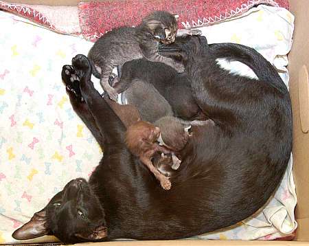 Oriental black female kitten