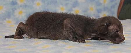 Oriental black female kitten