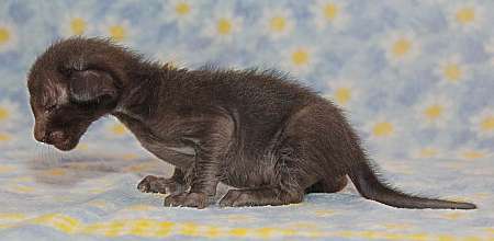 Oriental black female kitten