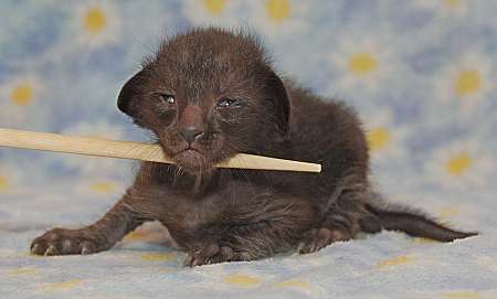 Oriental black female kitten