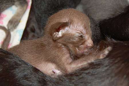 Oriental chocolate female kitten