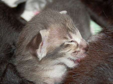 Oriental blue spotted male kitten