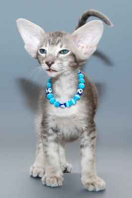 Oriental blue spotted male kitten