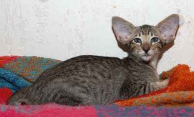 Oriental black spotted female kitten