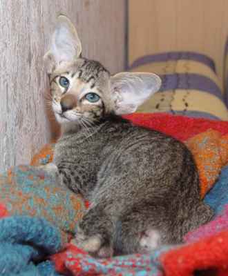 Oriental black spotted female kitten