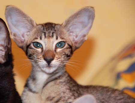 Oriental black spotted female kitten