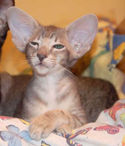 Oriental blue spotted male kitten