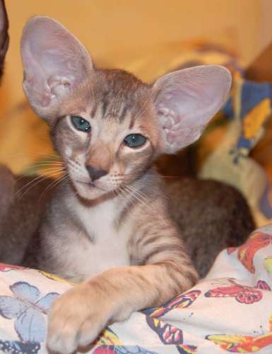 Oriental blue spotted male kitten