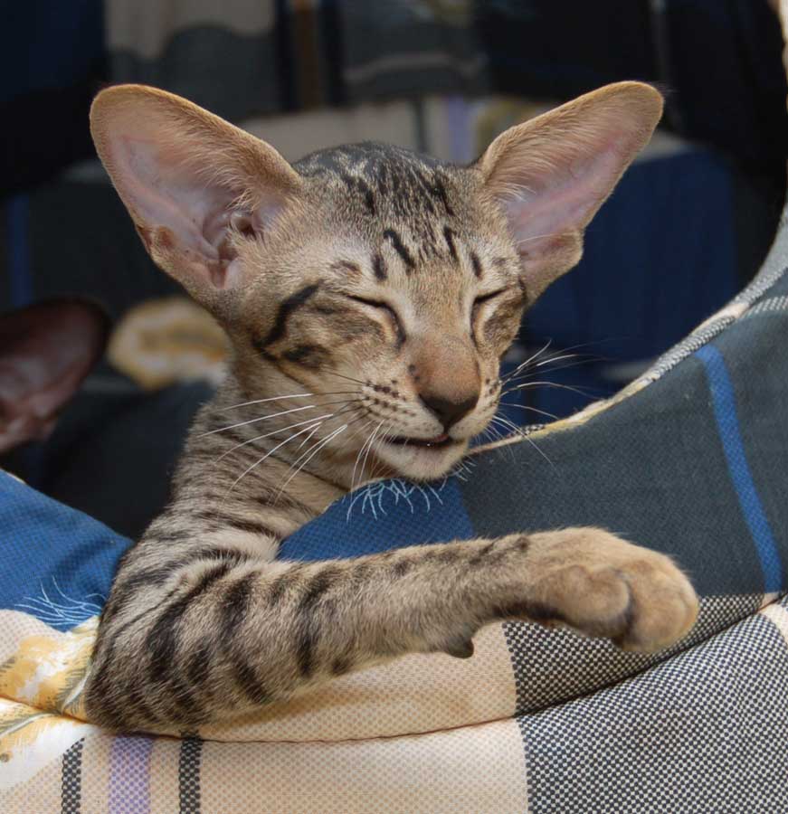 Кошка ориентал цена