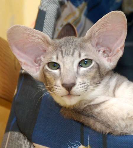 Oriental blue spotted male kitten