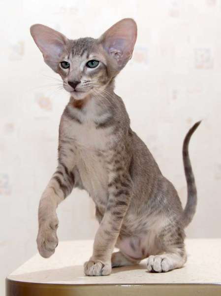 Oriental blue spotted male kitten