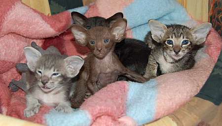 Oriental kittens