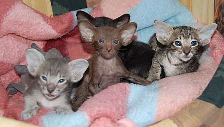 Oriental kittens