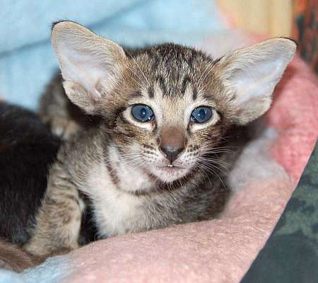 Oriental kitten