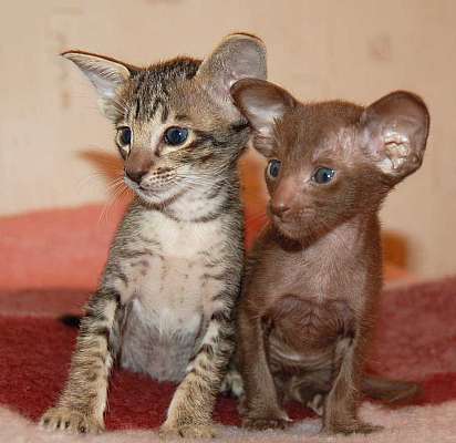 Oriental kittens