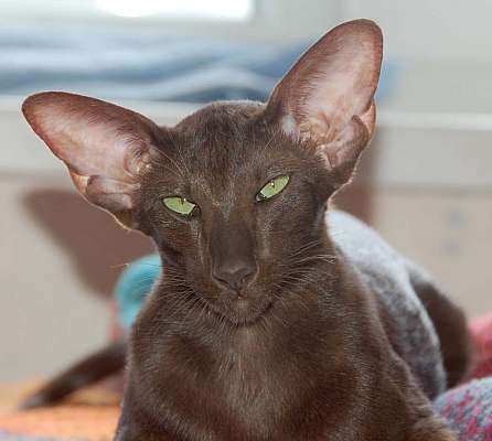 Oriental chocolate female cat