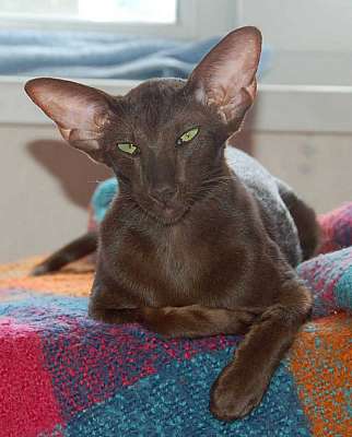 Oriental chocolate female cat