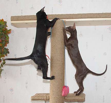 Oriental chocolate and black female cats