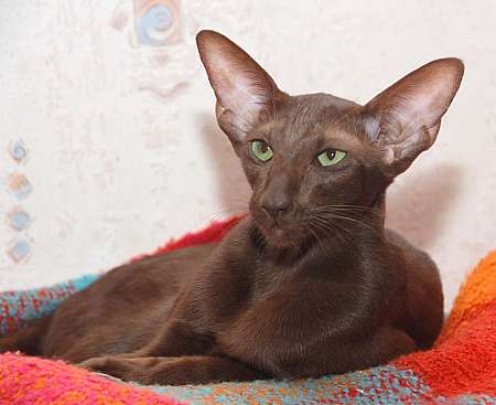 Oriental chocolate female cat