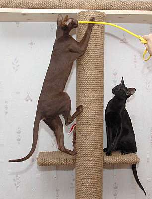 Oriental chocolate and black female cats