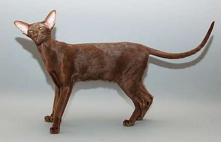 Oriental chocolate female cat